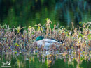 Mallard Duck - Kaczka Krzyżówka